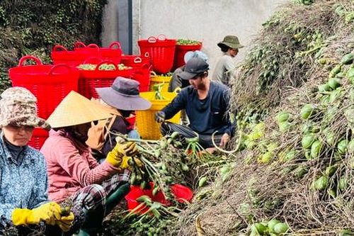 Thương lái Trung Quốc 'quay xe', giá cau ở Quảng Ngãi lao dốc