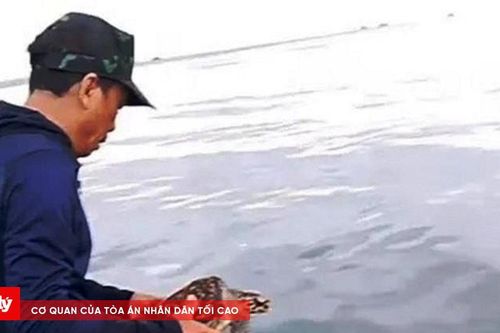 Thả cá thể rùa xanh quý hiếm nằm trong sách đỏ về tự nhiên