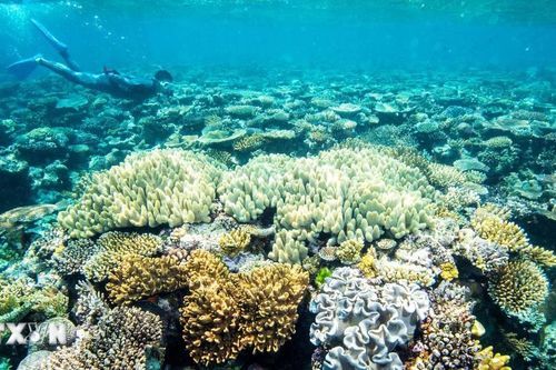 Gió là tác nhân chính gây ra hiện tượng tẩy trắng san hô tại Great Barrier