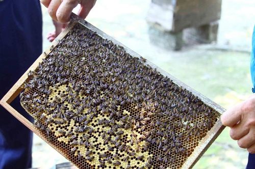 Nghệ An: Nghề nuôi ong thay đổi cuộc sống đồng bào miền núi Nghĩa Đồng