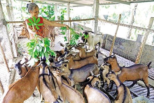Dê thịt có giá, người nuôi lãi từ 2 - 3 triệu đồng/con