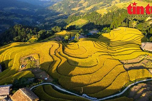 Ngỡ ngàng vẻ đẹp ruộng bậc thang xã Xà Phìn, Hà Giang mùa lúa chín