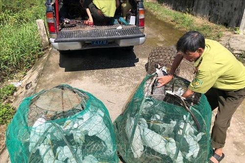 Xử lý nghiêm tình trạng 'tận diệt' chim hoang dã
