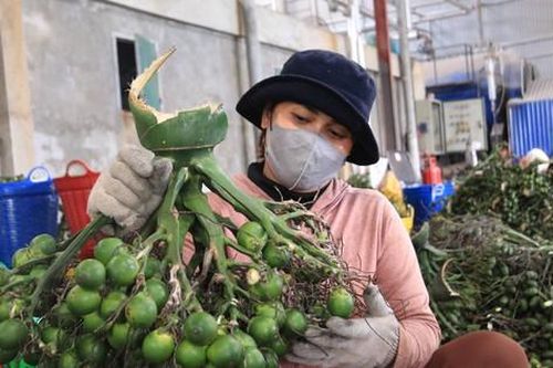 Giá cau bất ngờ lao dốc, thương lái thu mua cầm chừng