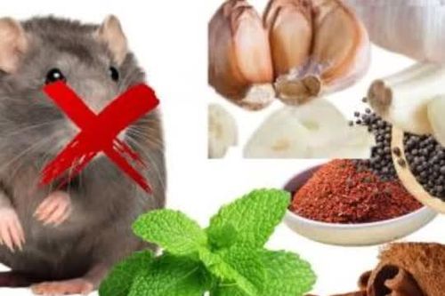 Loại gia vị này có sẵn trong bếp khiến chuột chạy ba phương tám hướng không dám ngoái đầu, nhà sạch và thơm tho