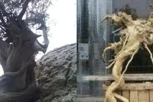 Nhặt cây gỗ hình thù kì lạ về nhà, lão nông khiến con trai tá hỏa, phải gọi điện cho cảnh sát gấp
