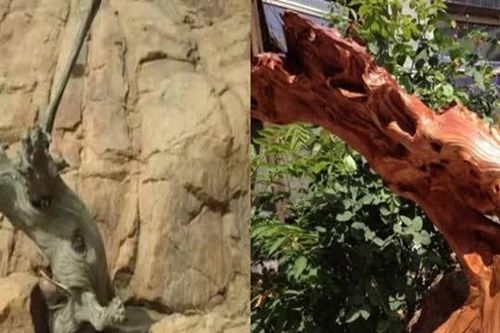 Lão nông dân nhặt được khúc gỗ lạ, tưởng vô dụng nhưng lại là 'báu vật' cấp quốc gia, được bảo vệ nghiêm ngặt
