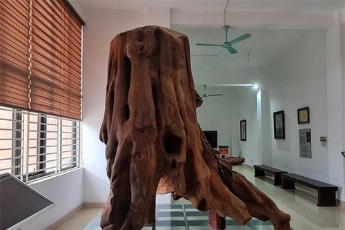 Hai cha con đi đánh cá từng vớt được khúc gỗ thuộc loại đắt nhất thế giới: Nặng 2,1 tấn, giá 17 tỷ