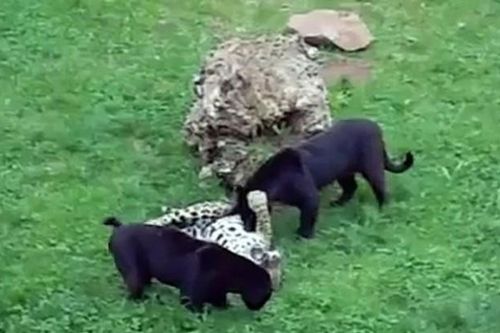 CLIP: Cuộc chạm trán đầy kịch tính giữa bốn con báo