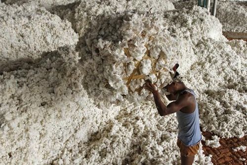 Sản lượng bông của Ấn Độ dự kiến giảm 7,4%
