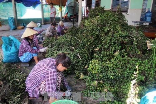 Giá cau non tăng, nông dân 'đổ xô' trồng xen vườn dừa