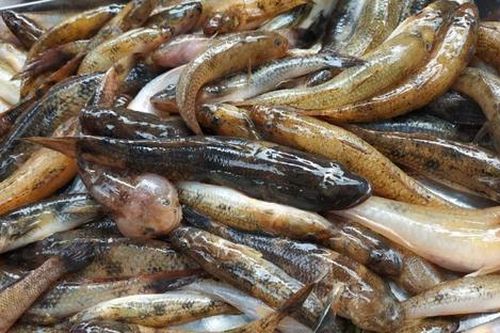 Đặc sản mỗi năm chỉ có một mùa, xưa giá rẻ như cho nay dân phố ưa chuộng, 180.000 đồng/kg