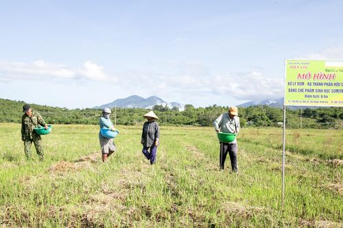 Xã Bình Lộc: Nông dân ủ rơm tạo mùn cho ruộng lúa