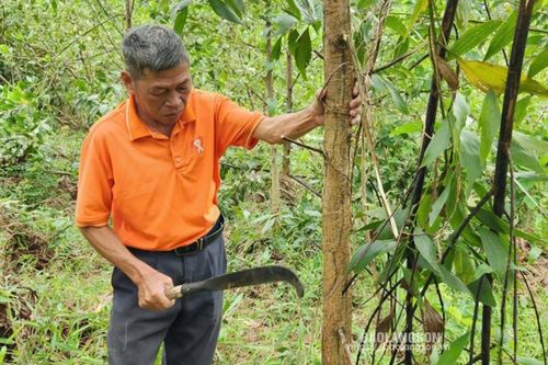 Cấp chứng chỉ rừng ở Đình Lập: Góp phần phát triển lâm nghiệp bền vững