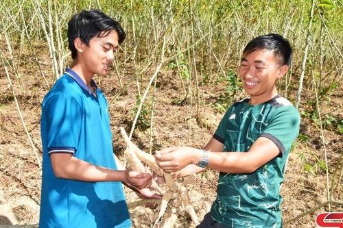 Sốp Cộp mở rộng diện tích trồng sắn cao sản