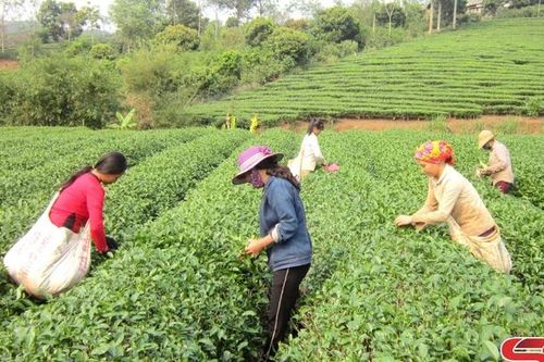 Thực hiện tiêu chí thu nhập trong xây dựng nông thôn mới