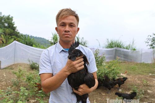 Chuyện nuôi gà đen H'Mông