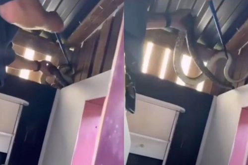Thót tim cảnh bắt rắn khổng lồ làm tổ trong khu vui chơi trẻ em