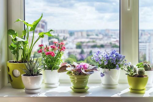 Những mẹo bài trí cửa sổ làm thay đổi không gian sống