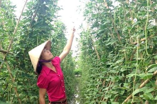 Đông Anh chú trọng chuỗi sản xuất rau sạch chất lượng cao
