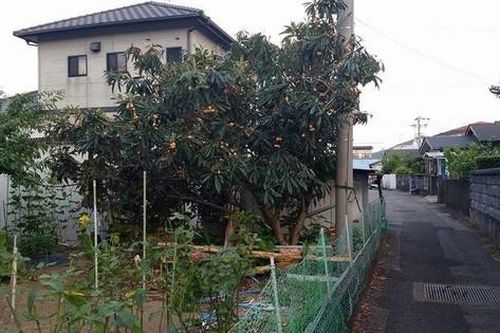 Thứ quả dại ở nước ngoài 'rẻ như cho', về Việt Nam bán tiền triệu dân vẫn tranh nhau mua