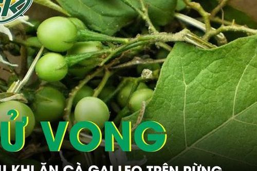 Ăn cà gai leo trên rừng bé gái 8 tuổi tử vong