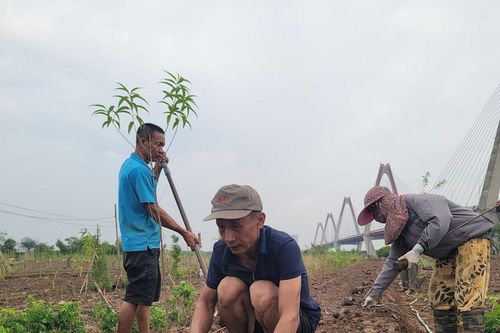 Hà Nội: Người dân làng đào Phú Thượng trồng hoa, rau để kịp bán Tết