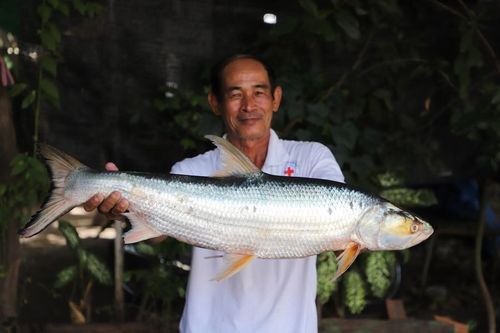 Cá 'ma' khổng lồ xuất hiện trên sông Mekong sau 20 năm tuyệt chủng