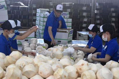 Tiền Giang xuất khẩu lô dừa chính ngạch đầu tiên sang Trung Quốc