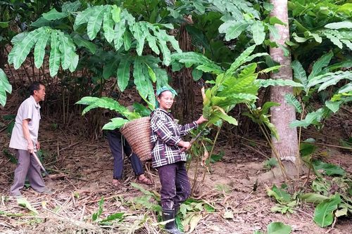 Nghệ An phát triển cây dược liệu