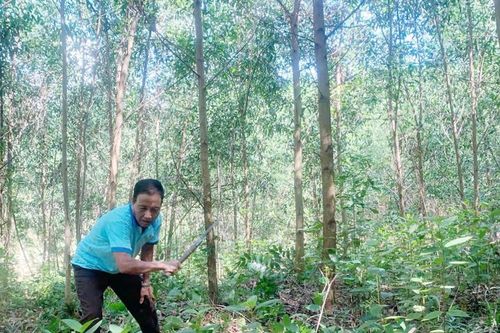 Thừa Thiên Huế: Tấm gương phát triển kinh tế nông thôn ở thị xã Hương Trà