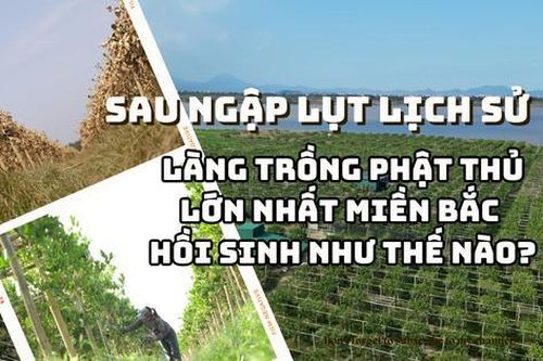 Thiệt hại 250 tỷ đồng sau lũ, làng trồng phật thủ lớn nhất miền Bắc đang hồi sinh thế nào?