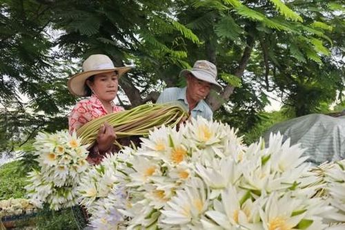 Tận thấy bông súng dài 3m ở đầu nguồn lũ