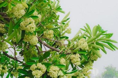 Hoa sữa nở rộ khiến người dân Hà Nội khổ sở