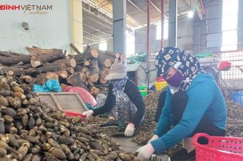 Làng cau Cao Nhân - Hải Phòng nhộn nhịp những ngày vào vụ