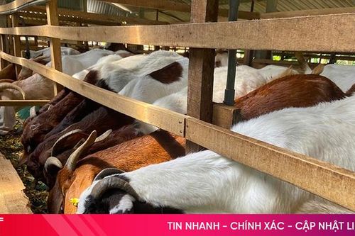 Nhiều người dân Hương Sơn làm giàu từ nuôi dê chất lượng cao