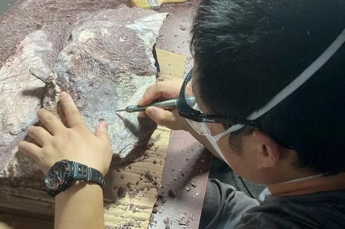 Lần đầu tiên phát hiện hóa thạch khủng long tại Hong Kong