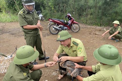 Truy quét, ngăn chặn nạn săn bắt, bẫy chim hoang dã