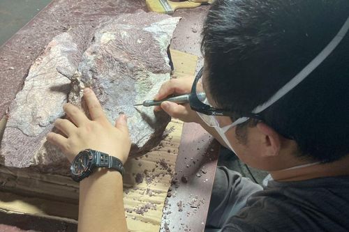 Lần đầu tên phát hiện hóa thạch khủng long tại Hong Kong (Trung Quốc)