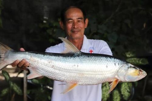 'Cá ma' khổng lồ bất ngờ tái xuất trên sông Mekong sau 20 năm