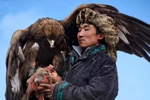 Đại bàng vàng đã được con người thuần hóa để thành 'trợ thủ' khi đi săn như thế nào?