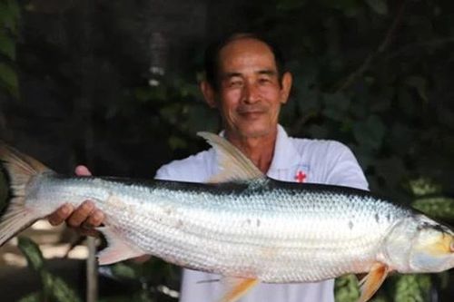 Loài cá quý hiếm như vàng 'hồi sinh' diệu kỳ sau 20 năm tưởng như đã tuyệt chủng