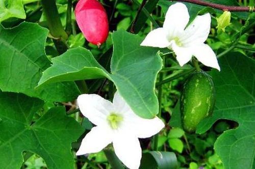 Loại cây xưa mọc bờ rào giờ thành đặc sản hiếm, không phải ai muốn thưởng thức cũng được