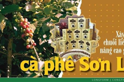 Xây dựng chuỗi liên kết, nâng cao giá trị cà phê Sơn La