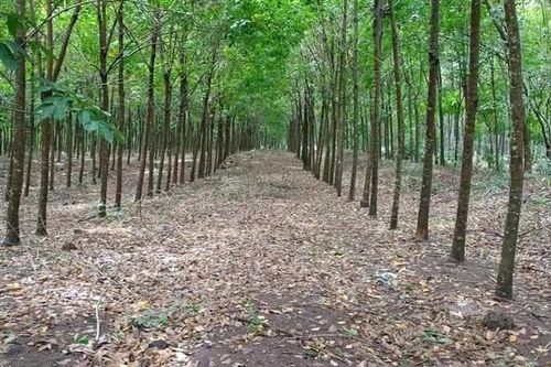 Thu hồi hơn 48 ha đất của Tổng công ty Cao su Đồng Nai
