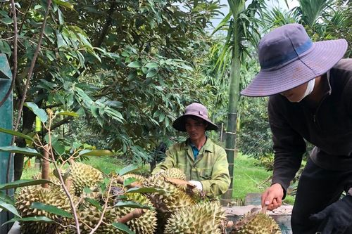 Gia Lai phát triển được 33.250 ha cây ăn quả các loại