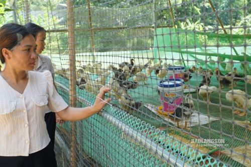 Phát triển vùng nguyên liệu cho sản phẩm vịt quay Lạng Sơn