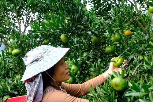 Mường Khương vào mùa thu hái quýt