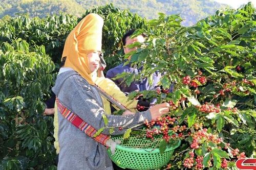 Thuận Châu vào vụ thu hoạch cà phê