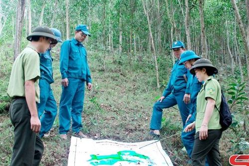 Phù Yên phát triển lâm nghiệp bền vững